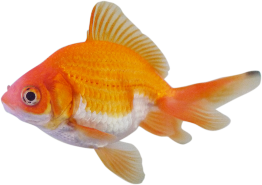 FISHSHAPED.png