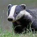 TenTonneBadger