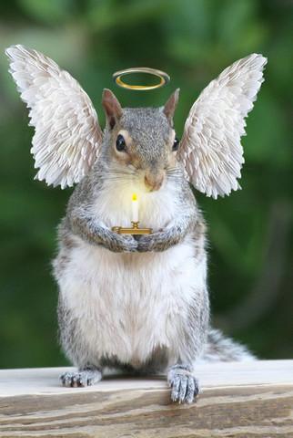 squirrel-with-wings.jpg.4fdb19ec226cbb95806100dfb0f82e61.jpg