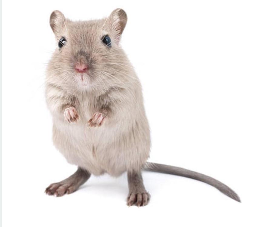 gerbil.thumb.jpg.245c6629f749291455f7944bd548c489.jpg