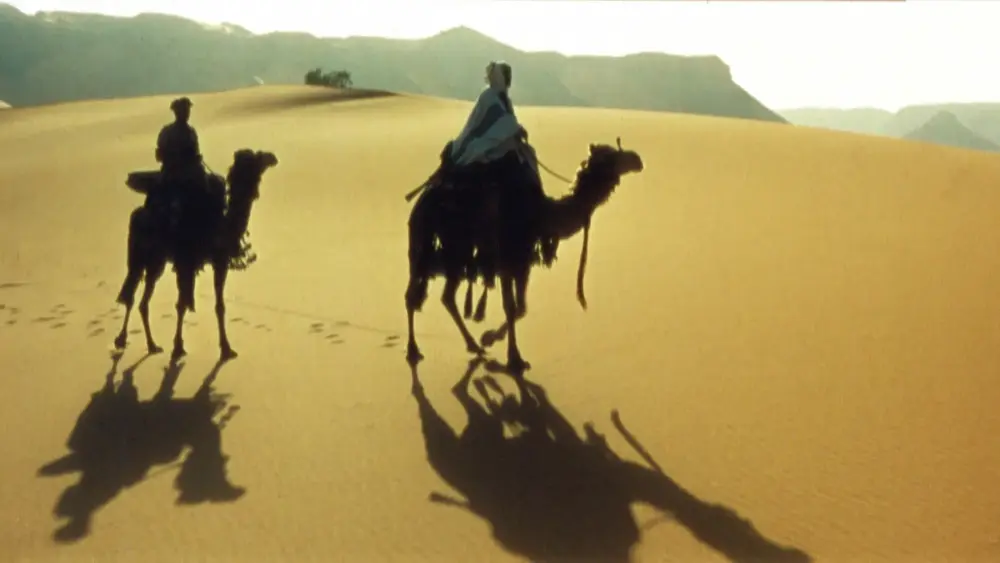 Camels.webp