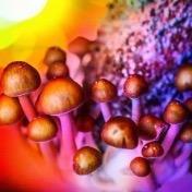 Psilocybe