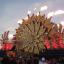 Corona SunSets is the equal of any Ibiza beach party